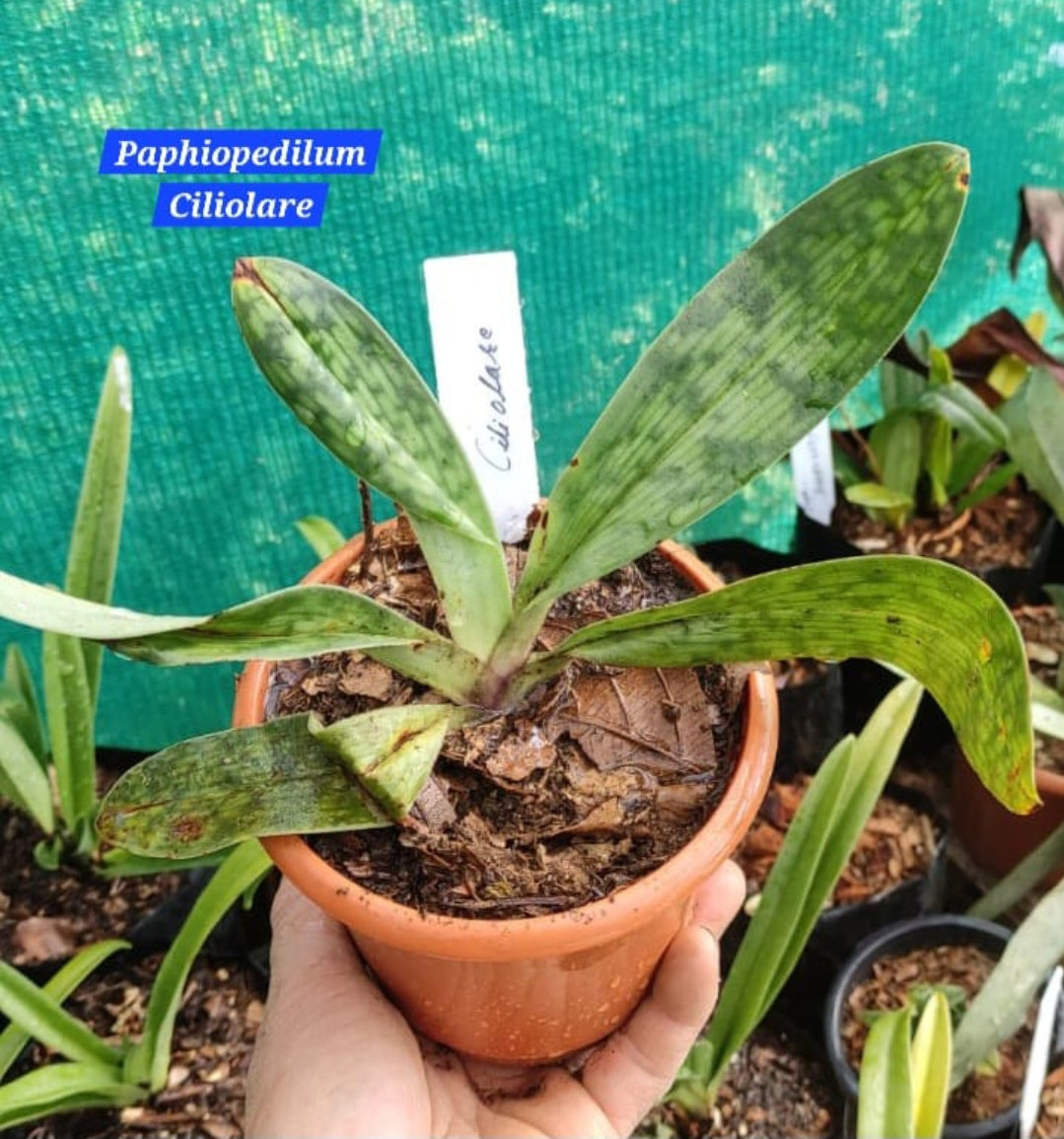 Paphiopedilum Ciliolare