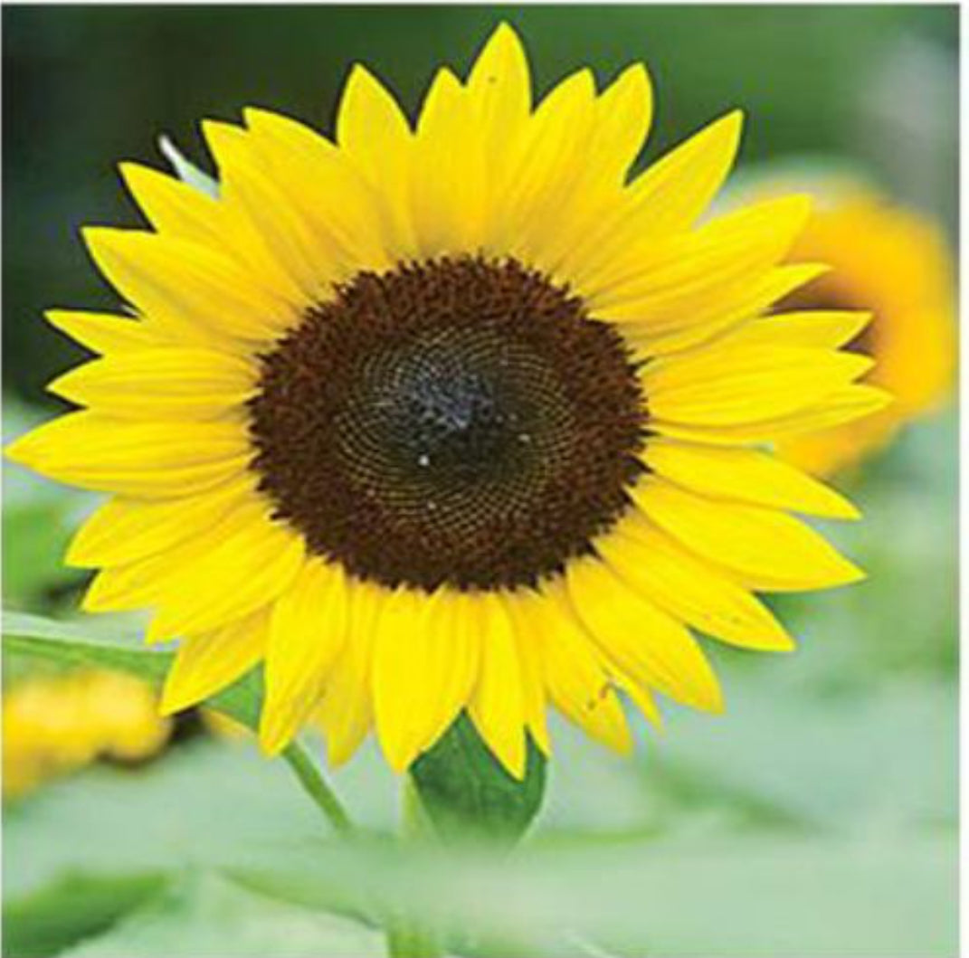 Sunflower miniature summer Flower seeds