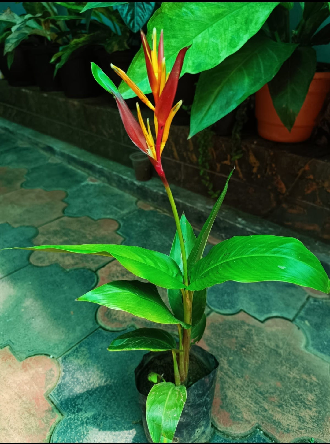 Heliconia Psittacorum plant