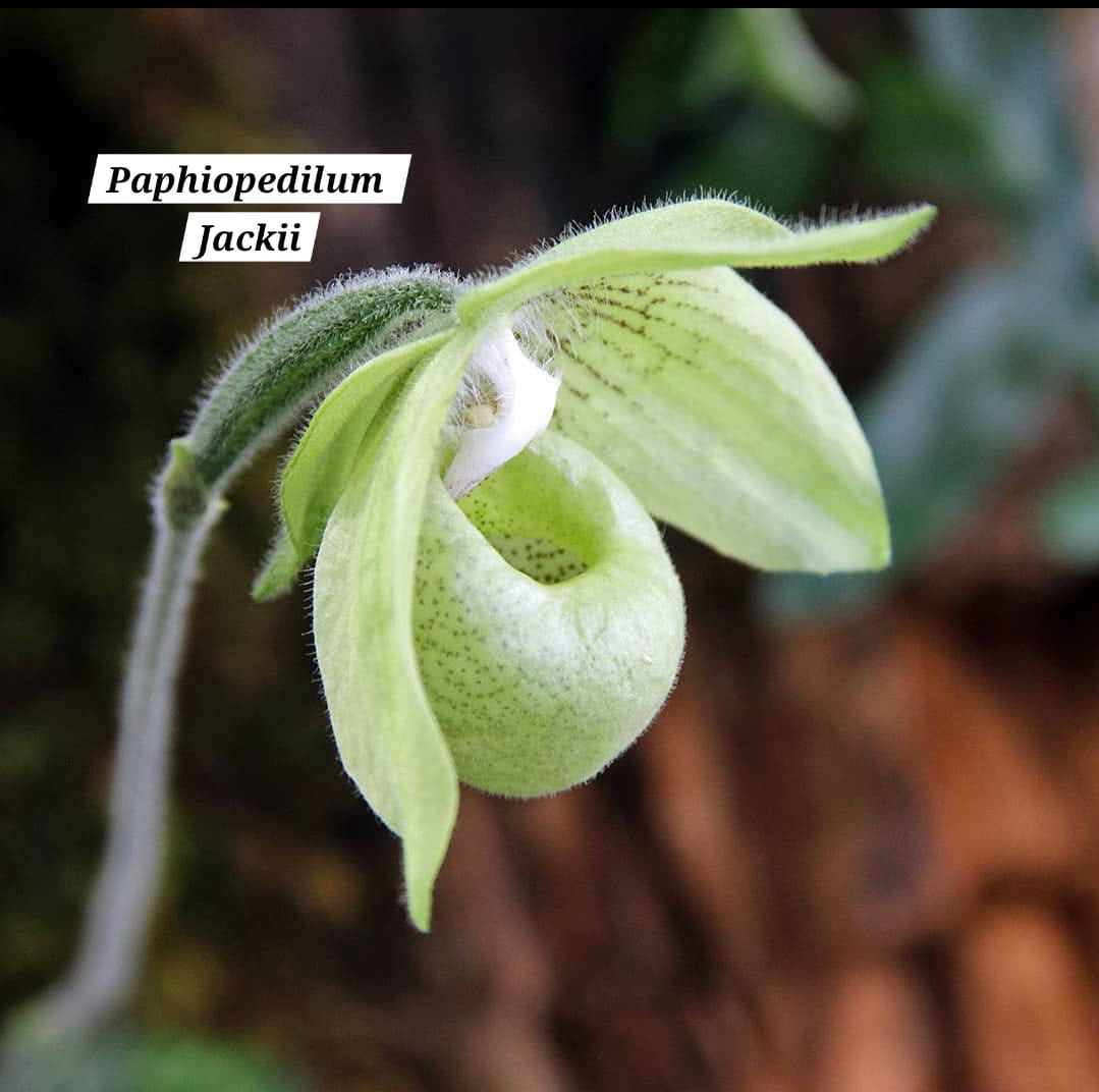 Paphiopedilum Jackii