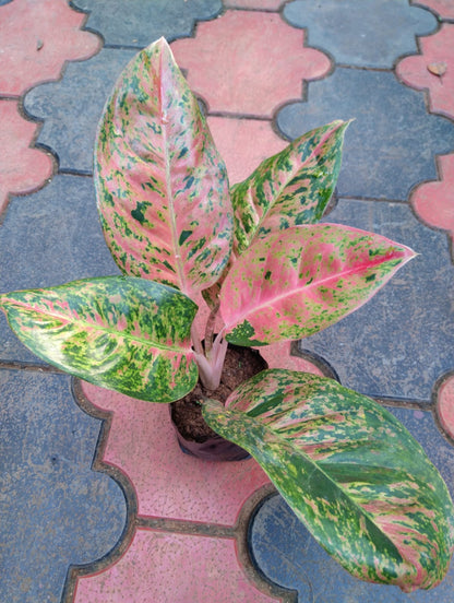 aglaonema big roy care Aglonima Big Roy – ASHIYANA STORE