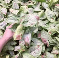 Syngonium Confetti Rare plant Good