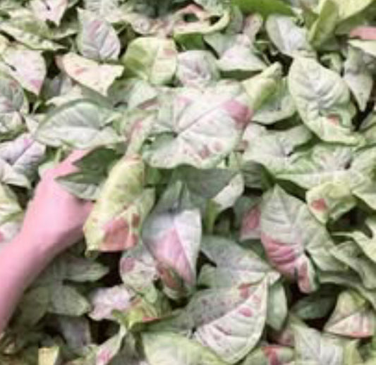 Syngonium Confetti Rare plant Good