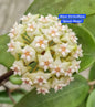 Hoya Verticillata "Spoon Shape"