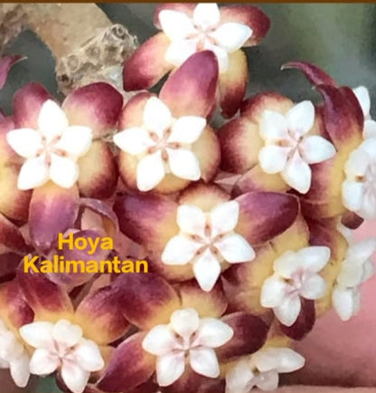 Hoya Kalimantan