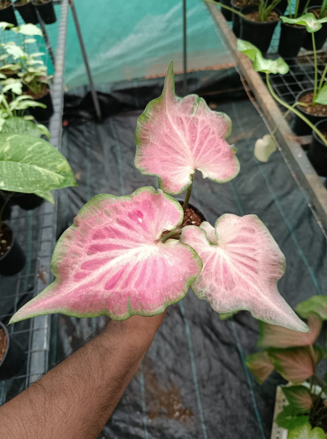 Caladium Thailand Dwarf varity