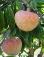 Ramphal fruit plant