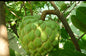 Seethaphal fruit plant