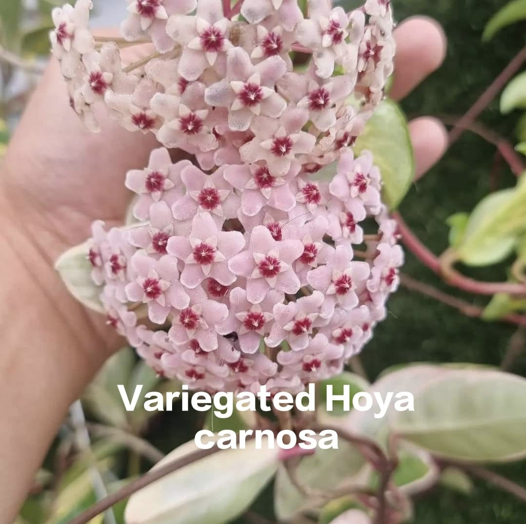 Variegated Hoya Carnosa