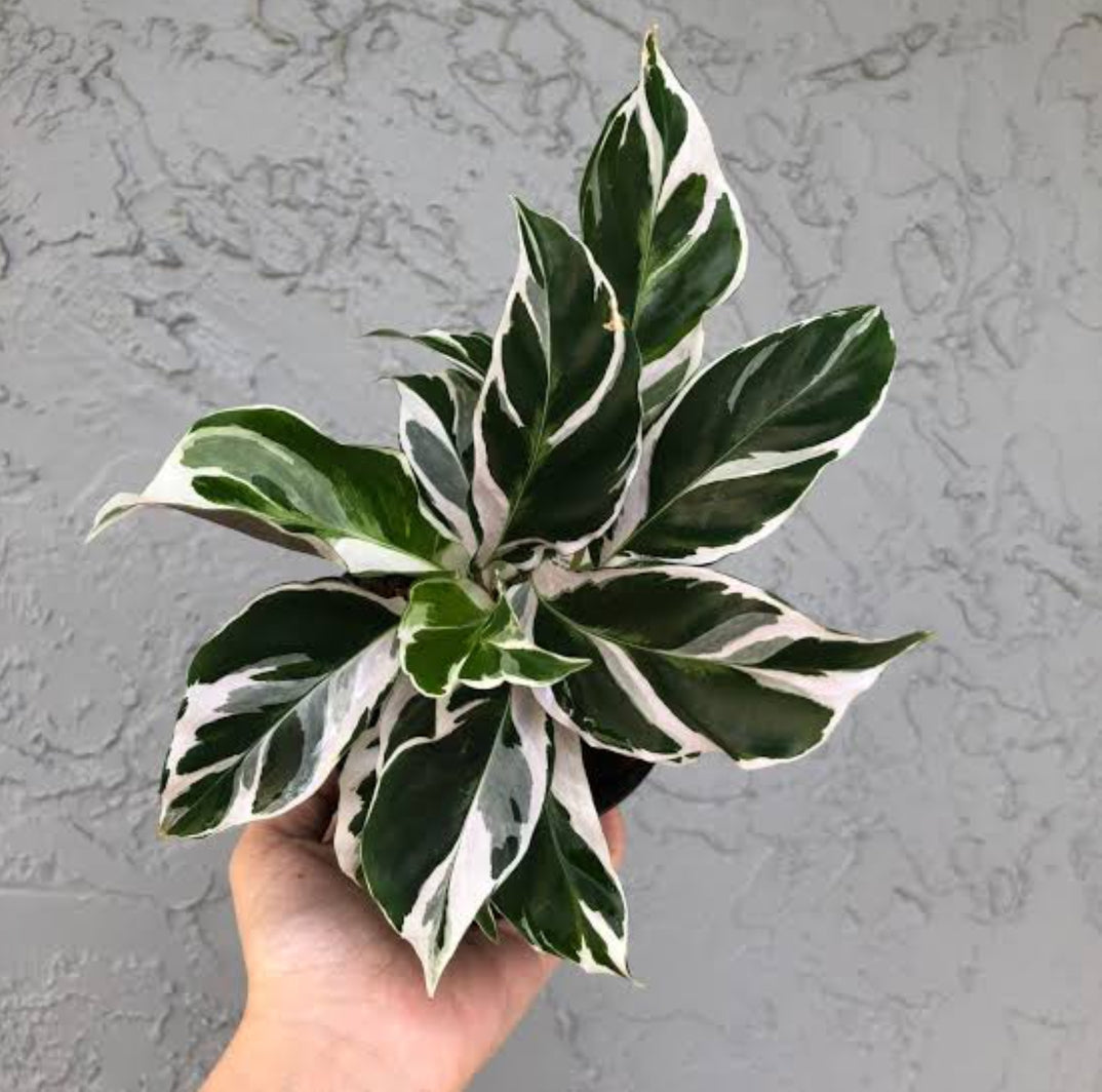 Calathea White Fusion