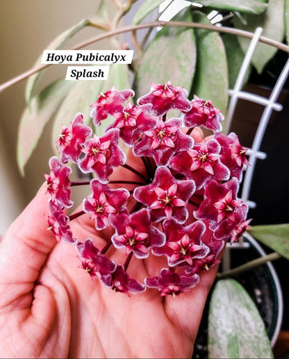 Hoya Pubicalyx Splash