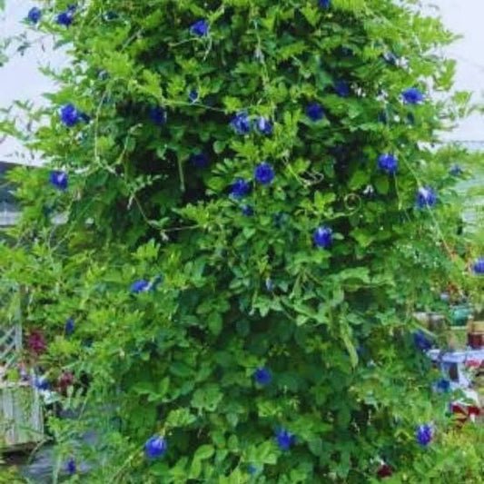 Aparajita Butterfly Pea, Asian Pigeonwings, Shankhpushpi (in Ayurveda)