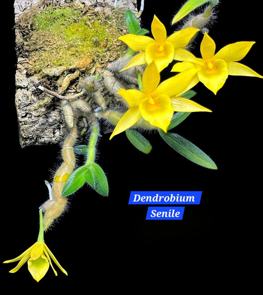 Dendrobium Senile