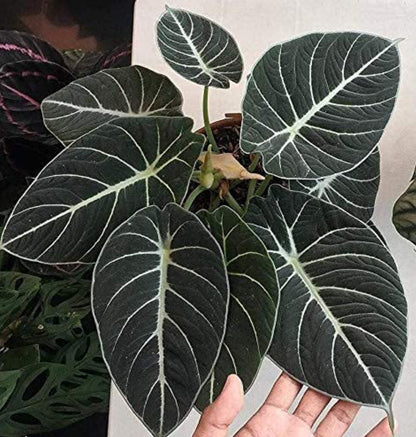 Alocasia Black Velvet