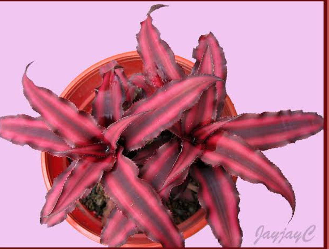 Cryptanthus Red Star (Semishade)