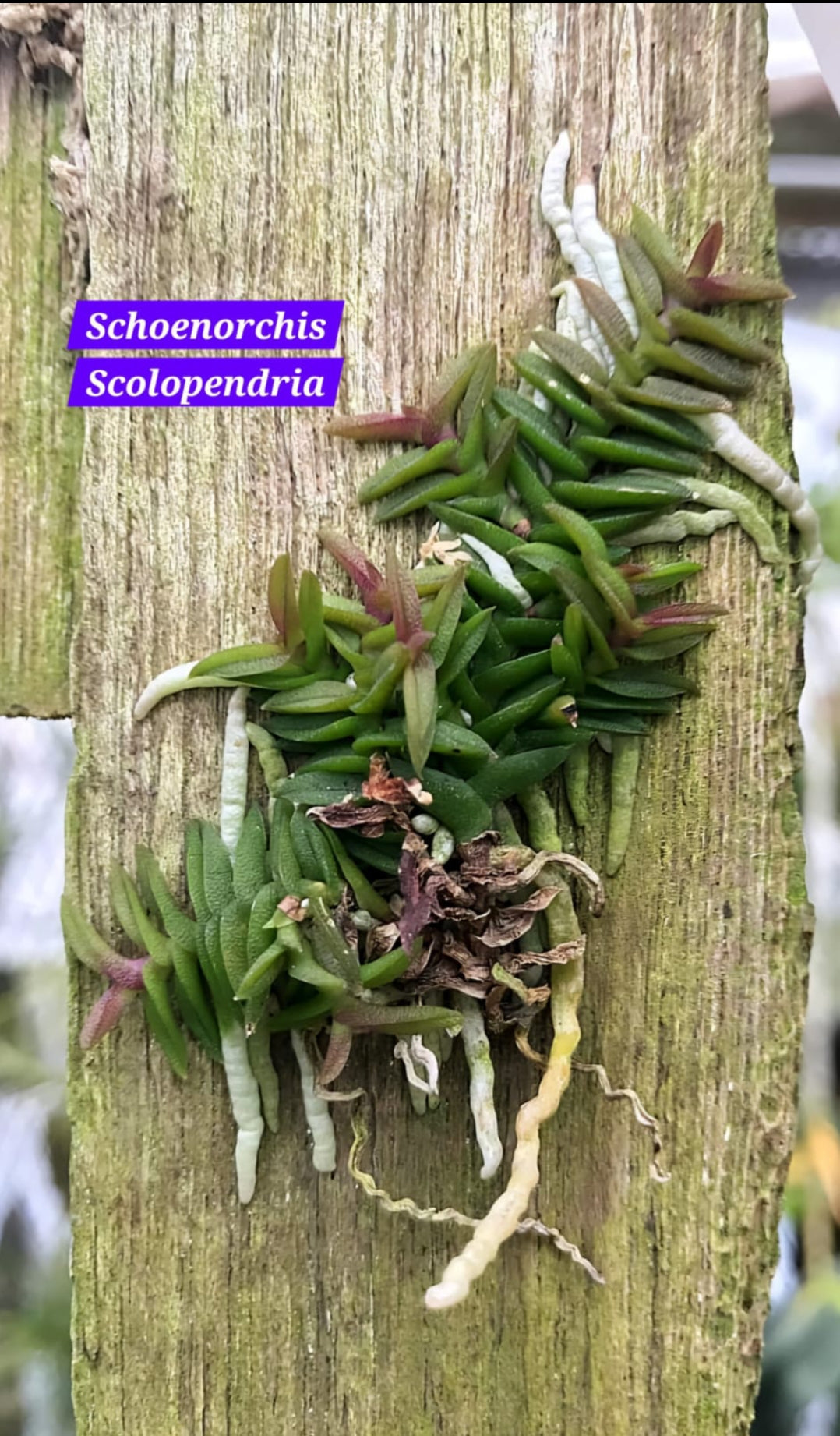 Schoenorchis Scolopendria miniature orchid