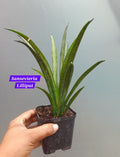 Sansevieria Lilliput