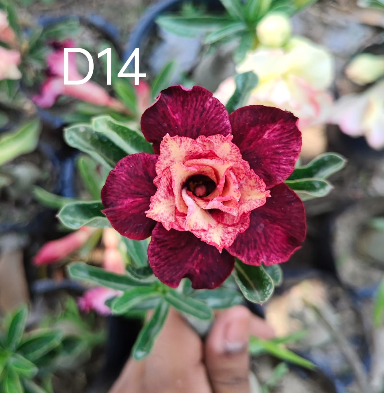 Adenium plant (desert rose) florist dark red and light pink white mix colour flower