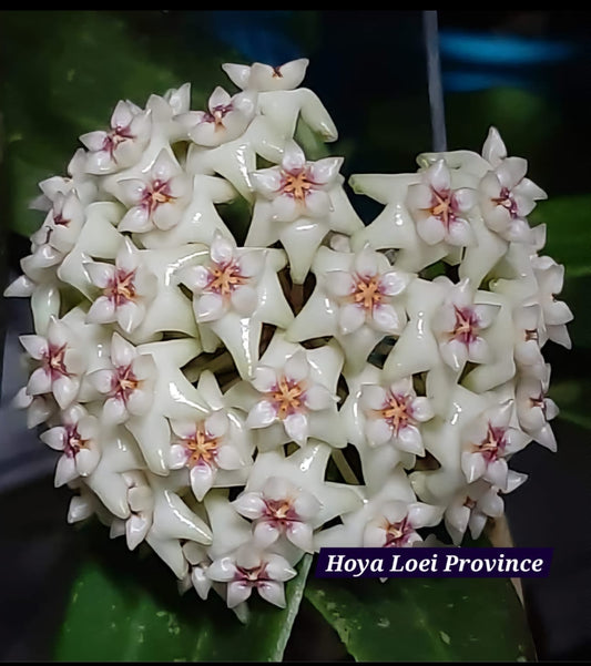 Hoya loei Province