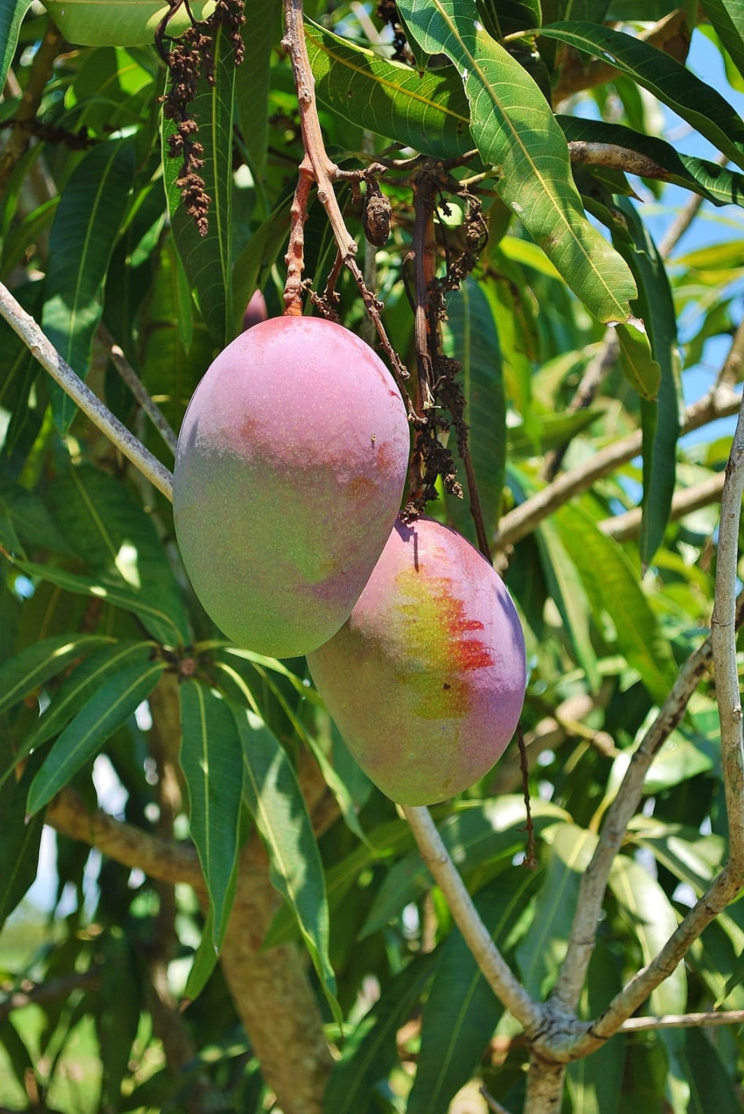 Mango fruit plant