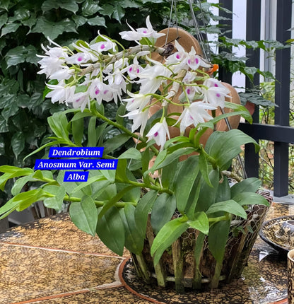 Dendrobium Anosmum Semi