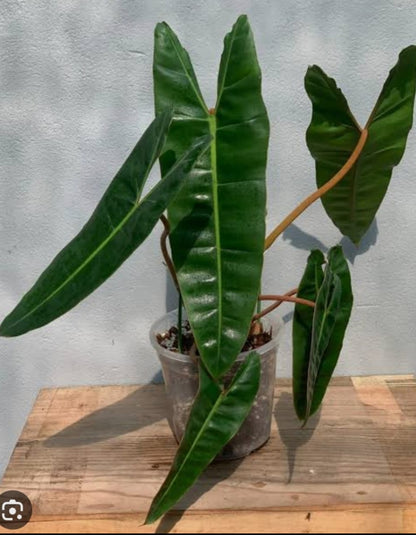 Billitae philodendron plant| Indoor plants