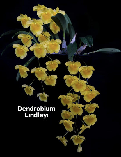 Dendrobium Lindleyi (Species)
