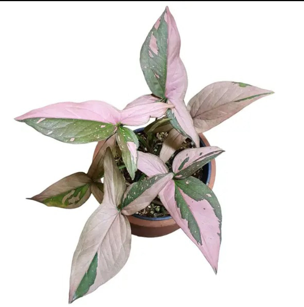 Syngonium Pink Splash (Rare)plant Good