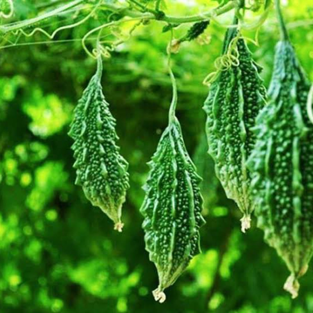 Bitter gourd F1 Santur vegitable seeds