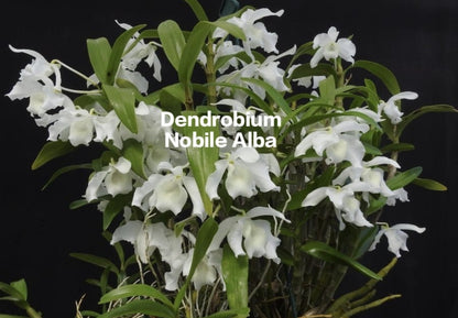 Dendrobium Nobile Alba