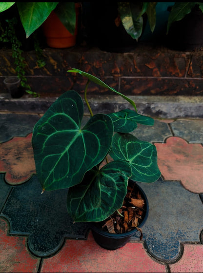 Anthurium Clarinervium Plant (Semishade)