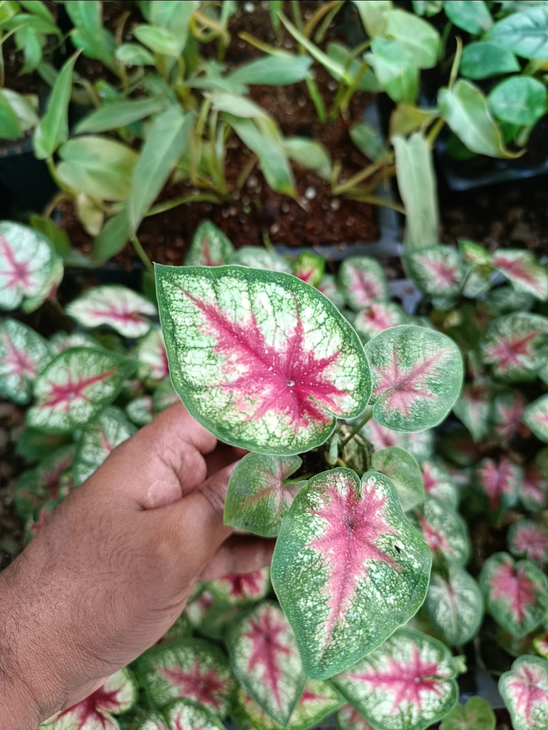 Caladium