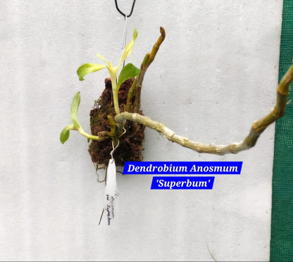 Dendrobium Anosmum - Superbum