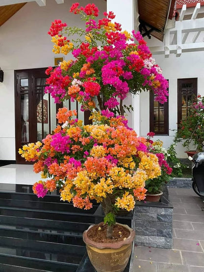 Bougainville bonsai multicolour real plant