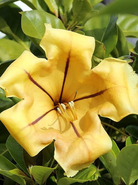 Solandra plant (shrub plant)