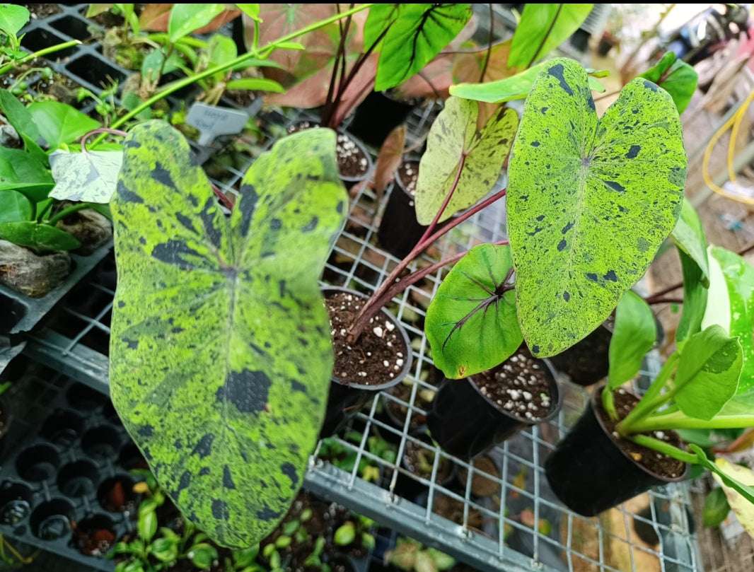 Colacasia mojito plant