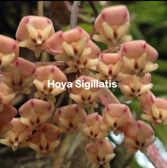 Hoya Sigillatis