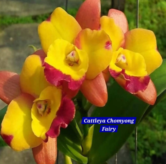 Cattleya 13 Orchid