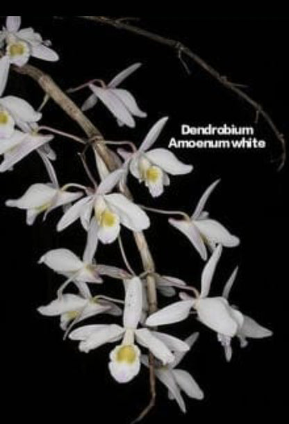 Dendrobium Amoenum white