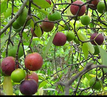 Rajapuli fruit plant