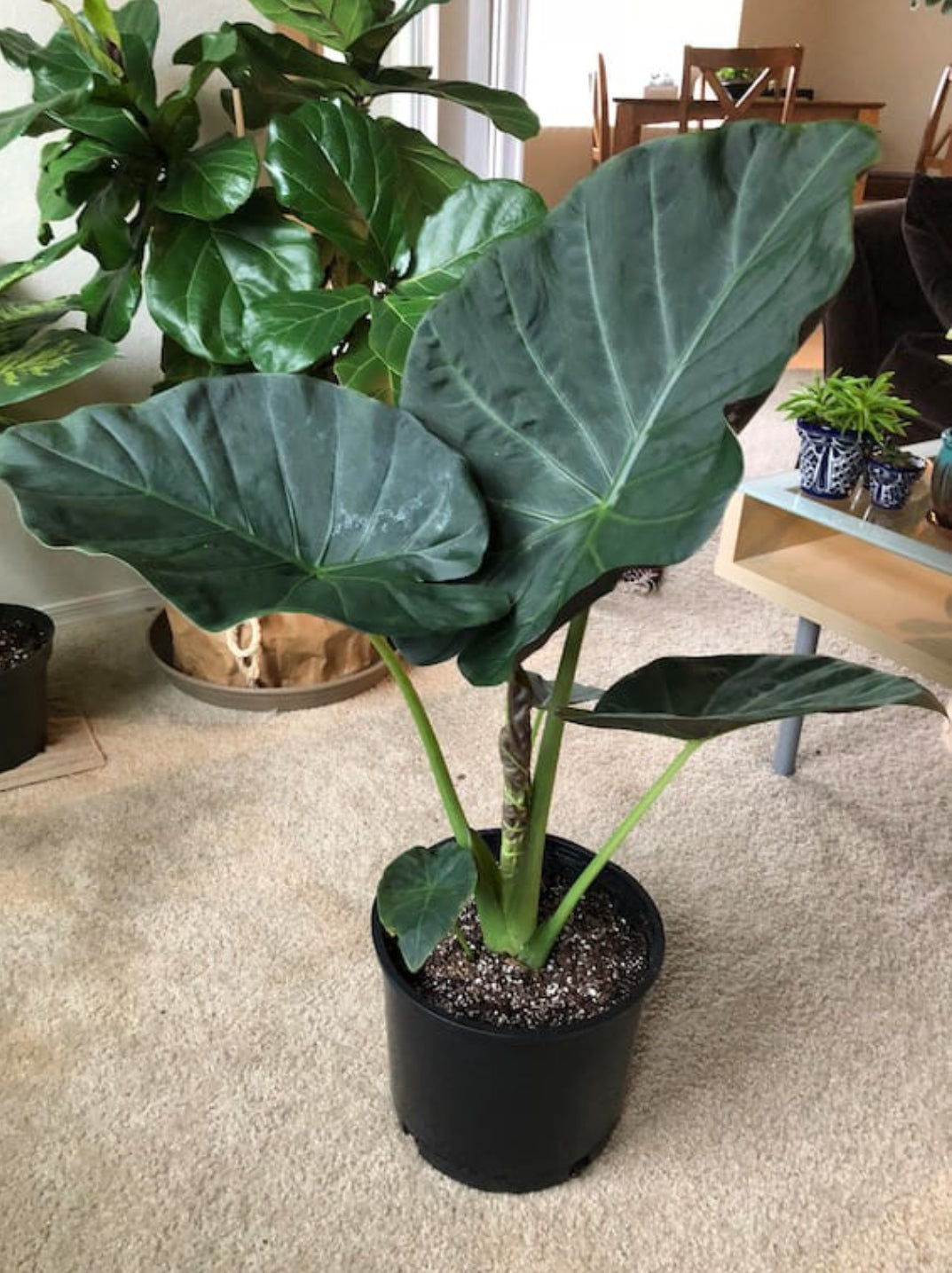 Regale Shield Alocasia plant