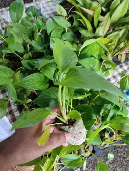 Homalomena -Rubescence Red phelodendrone plant - Indoor plants