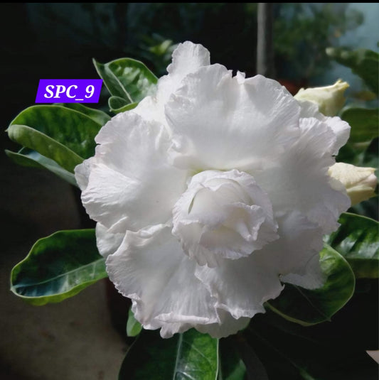 Adinium white 9