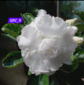 Adinium white 9