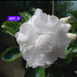 Adinium white 9