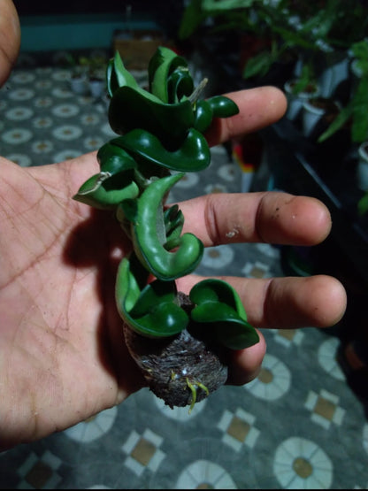 Hoya Hindu Rope (Indoor flowering plants)