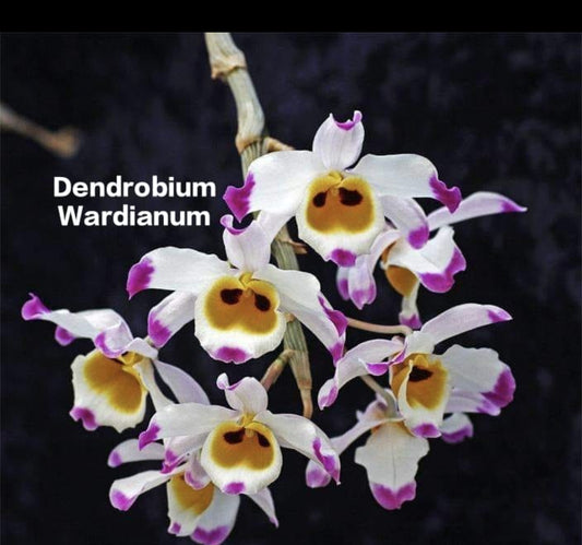 Dendrobium Wardianum