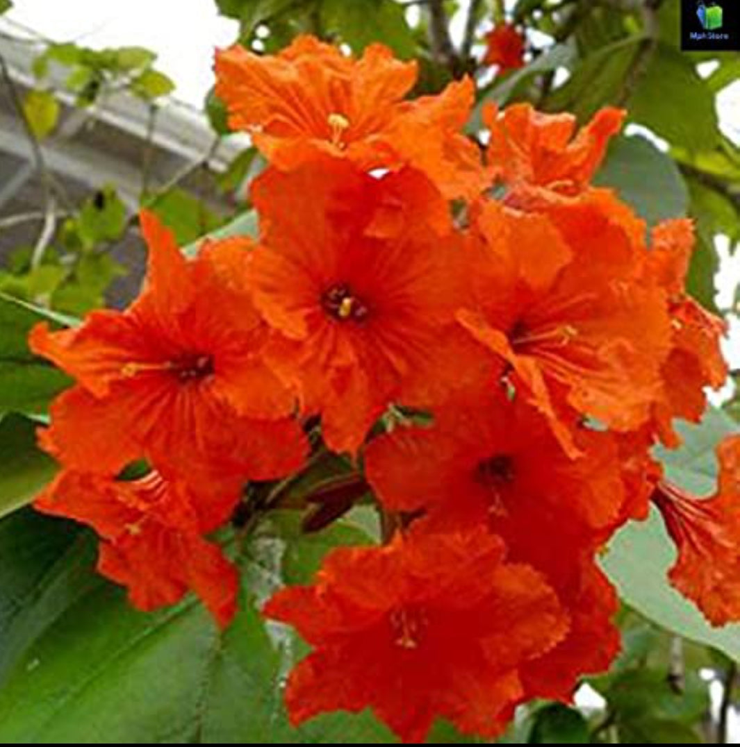 Scarlet Cordia flowering tree