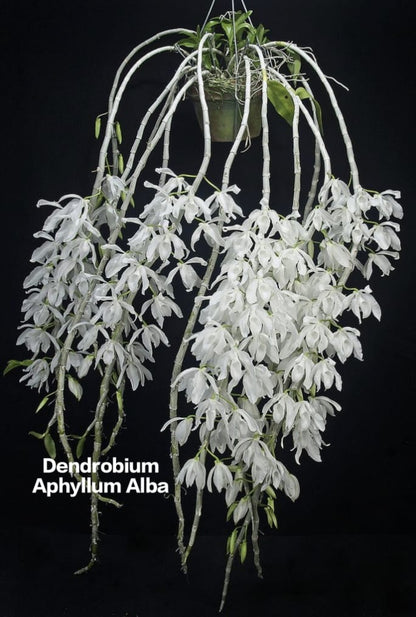 Dendrobium Aphyllum Alba