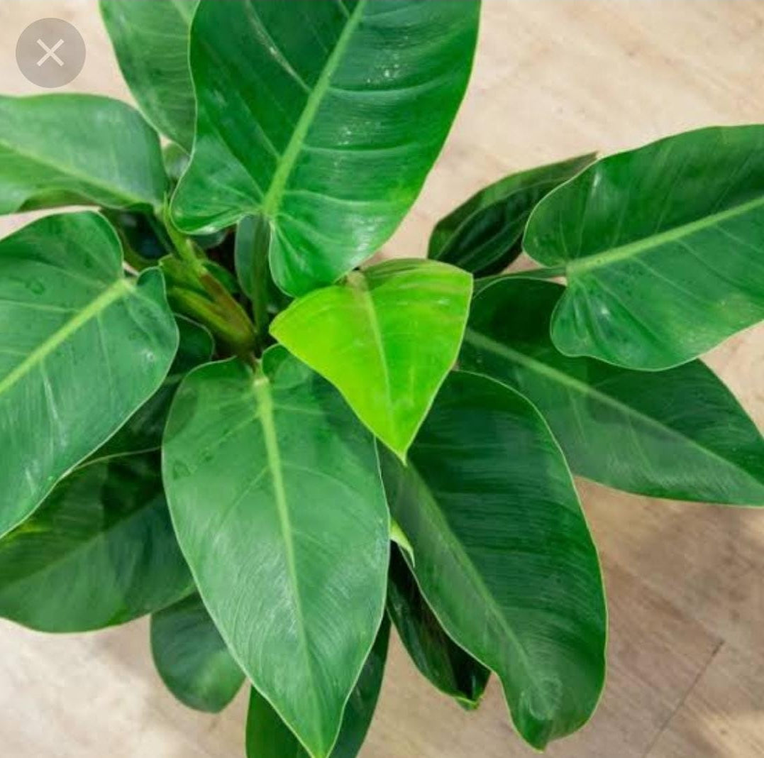 Philodendron Imperial Green plant